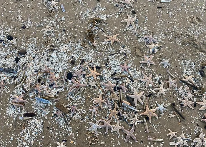 Guesthouse Katwijk Aan Zee Tatil Evi *