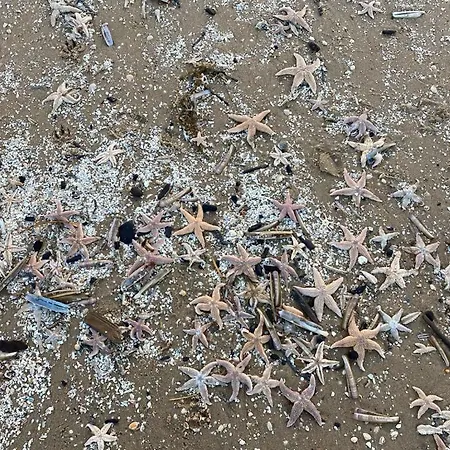 Guesthouse Katwijk Aan Zee Holiday home *